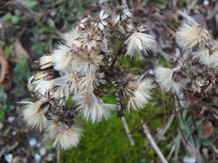 Galatella linosyris