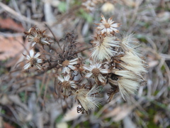 Galatella linosyris