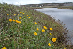 Trollius sibiricus