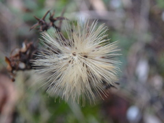Galatella linosyris