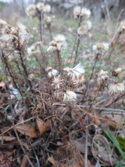 Galatella linosyris