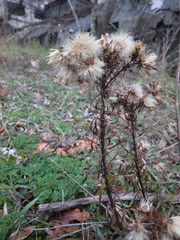 Galatella linosyris