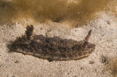 Dendrodoris krusensternii