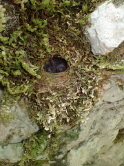 Troglodytes troglodytes