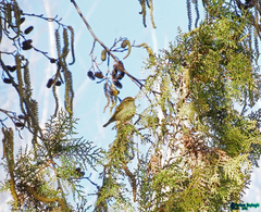 Phylloscopus inornatus