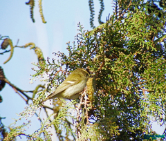 Phylloscopus inornatus