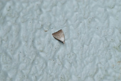 Meganola brunellus