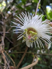Passiflora mediterranea