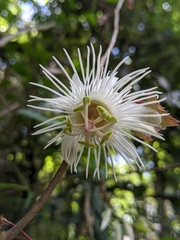 Passiflora mediterranea