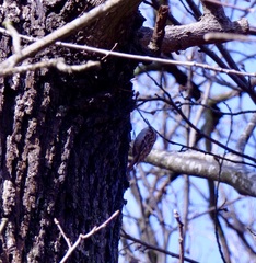 Certhia brachydactyla