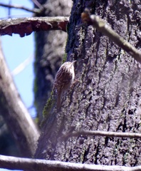 Certhia brachydactyla