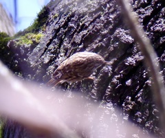 Certhia brachydactyla