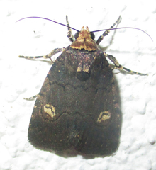 Athetis leuconephra