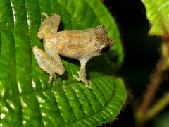 Pseudophilautus singu