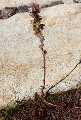 Pedicularis attollens