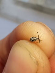 Bruchidius bimaculatus