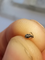 Bruchidius bimaculatus