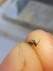 Bruchidius bimaculatus