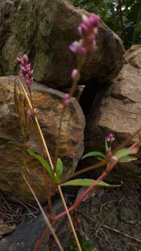 Image of Persicaria segetum by (c) Danna Lizeth Guevara Prieto, some rights reserved (CC BY)