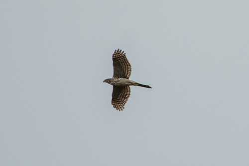 Accipiter cooperii image