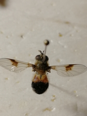 Leucozona