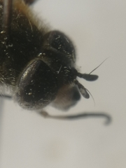 Leucozona