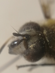 Leucozona
