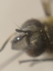 Leucozona