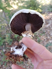 Agaricus albolutescens