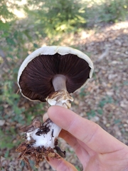 Agaricus albolutescens