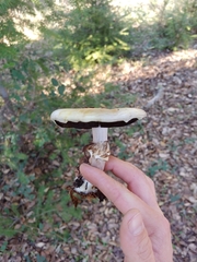Agaricus albolutescens