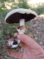 Agaricus albolutescens