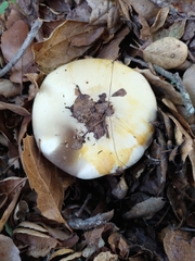 Agaricus albolutescens