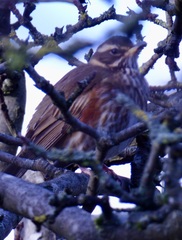 Turdus iliacus