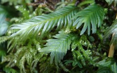 Fissidens polyphyllus