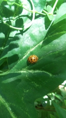 Henosepilachna vigintioctopunctata