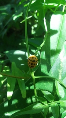Henosepilachna vigintioctopunctata