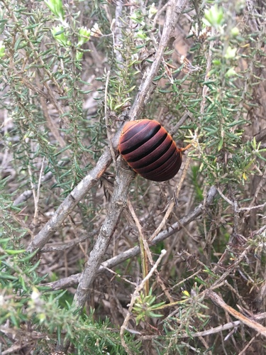 Aptera fusca