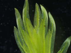 Fissidens polyphyllus
