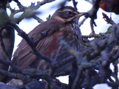 Turdus iliacus