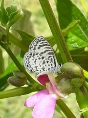 Leptotes cassius cassius