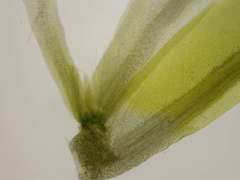 Fissidens polyphyllus