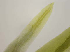 Fissidens polyphyllus