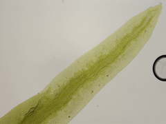 Fissidens polyphyllus