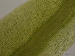 Fissidens polyphyllus