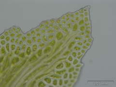 Fissidens polyphyllus