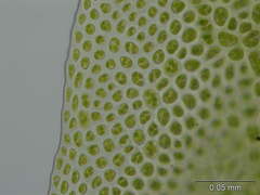 Fissidens polyphyllus