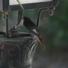 Phoenicurus ochruros