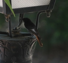 Phoenicurus ochruros