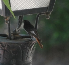 Phoenicurus ochruros